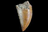 Serrated, Raptor Tooth - Morocco #74403-1
